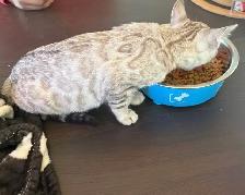 chat mâle bengal - Photo 5