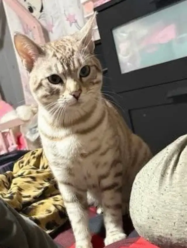 chat mâle bengal - Photo 6
