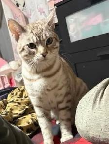 chat mâle bengal - Photo 6