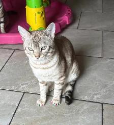 chat mâle bengal - Photo 7