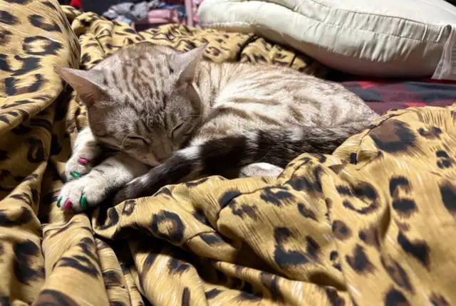 chat mâle bengal - Photo 8