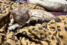 chat mâle bengal - Photo 8