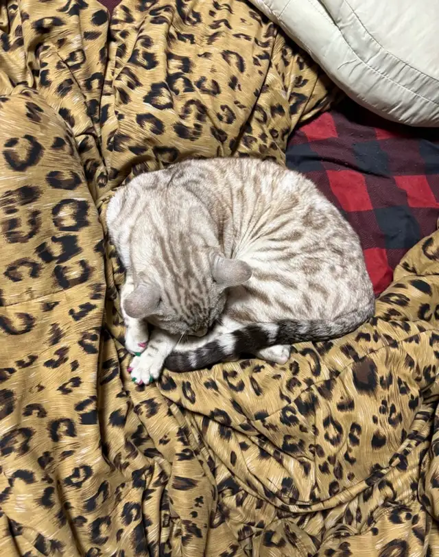 chat mâle bengal - Photo 9