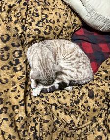 chat mâle bengal - Photo 9