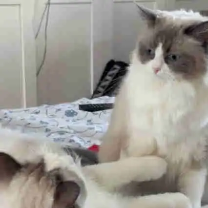 Purebred Blue Bicolour Ragdolls