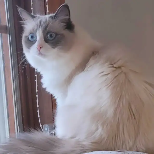 Purebred Blue Bicolour Ragdolls - Photo 2