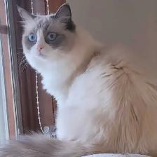 Purebred Blue Bicolour Ragdolls - Photo 2