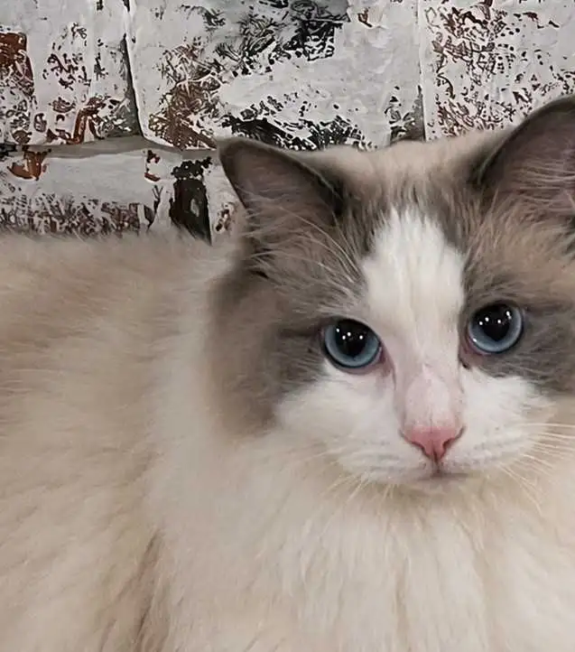Purebred Blue Bicolour Ragdolls - Photo 3