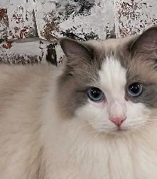 Purebred Blue Bicolour Ragdolls - Photo 3