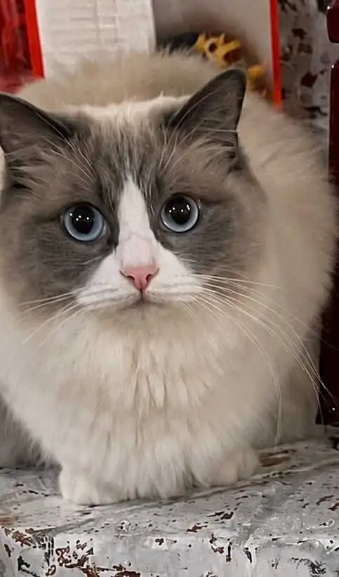 Purebred Blue Bicolour Ragdolls - Photo 4