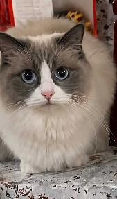Purebred Blue Bicolour Ragdolls - Photo 4
