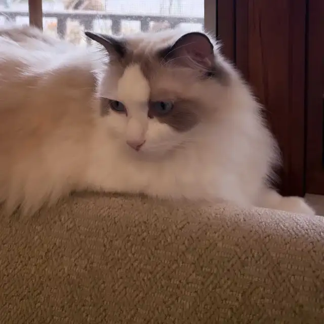 Purebred Blue Bicolour Ragdolls - Photo 5