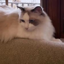 Purebred Blue Bicolour Ragdolls - Photo 5