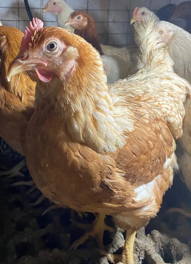 Ready to Lay Pullets for Sale