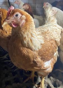 Ready to Lay Pullets for Sale