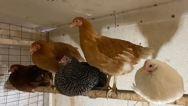 Ready to Lay Pullets for Sale - Photo 2