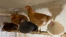 Ready to Lay Pullets for Sale - Photo 2