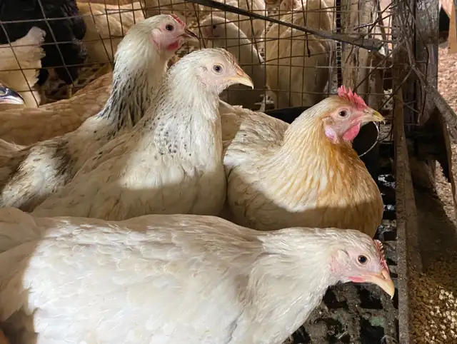 Ready to Lay Pullets for Sale - Photo 3