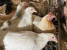 Ready to Lay Pullets for Sale - Photo 3