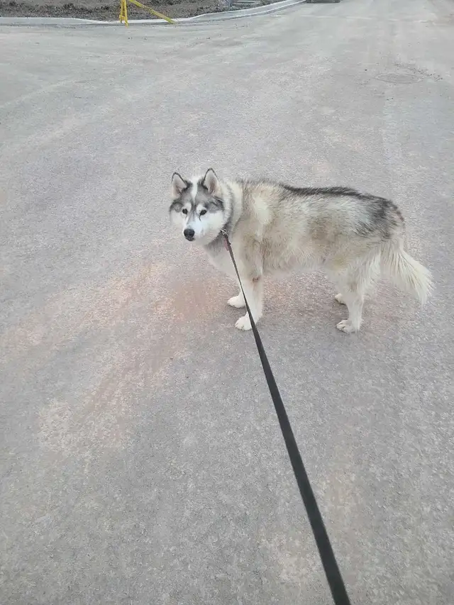 husky rehome free