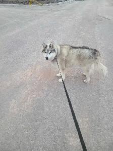 husky rehome free