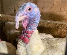 Small White Turkeys for Sale