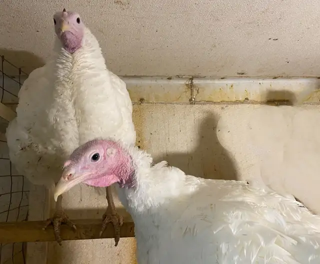 Small White Turkeys for Sale - Photo 3