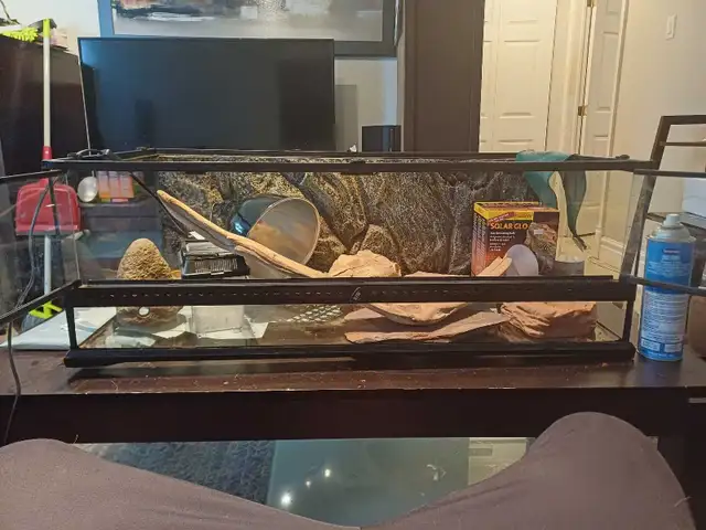 Vivarium pour lezard tout équiper