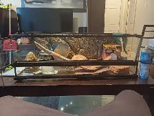 Vivarium pour lezard tout équiper
