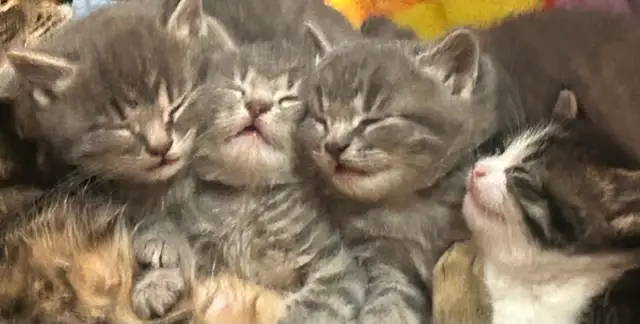 Kittens ❤️ Chatons