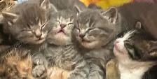 Kittens ❤️ Chatons