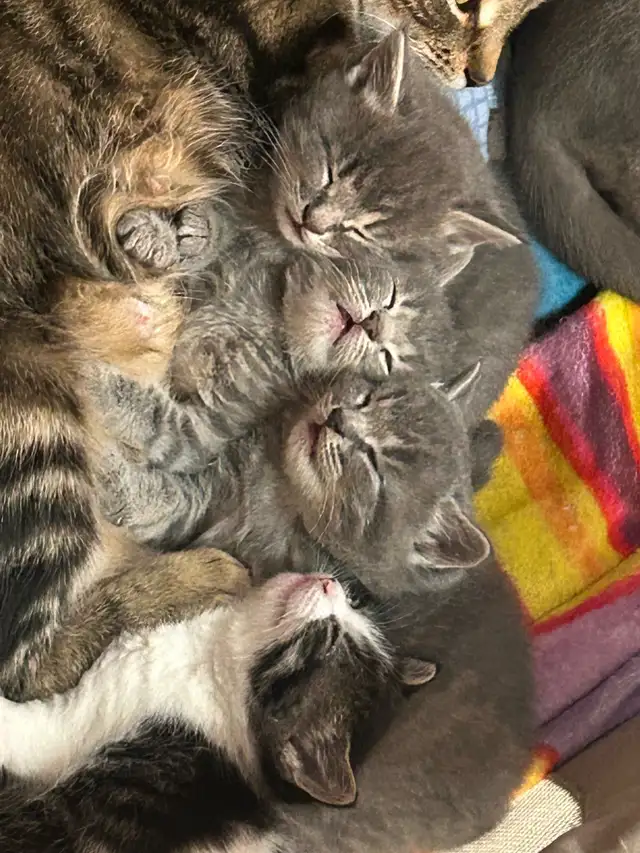 Kittens ❤️ Chatons - Photo 2