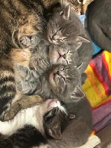 Kittens ❤️ Chatons - Photo 2