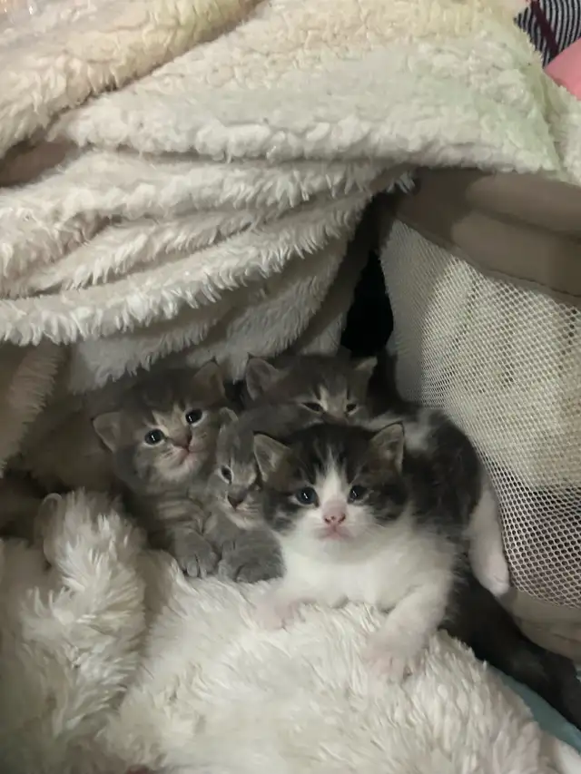 Kittens ❤️ Chatons - Photo 3