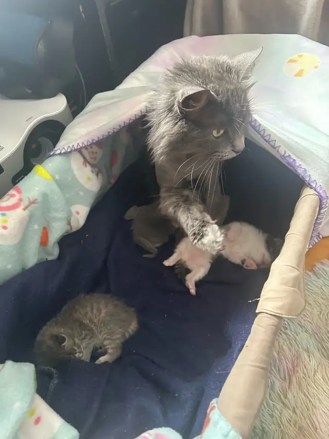 Kittens ❤️ Chatons - Photo 4