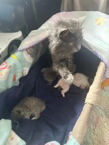 Kittens ❤️ Chatons - Photo 4