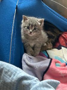 Kittens ❤️ Chatons - Photo 5