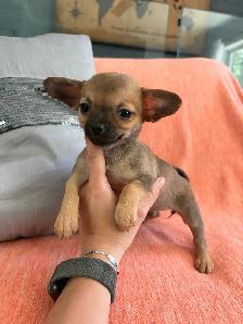PRÊT! chiots chihuahua femelles et mâles