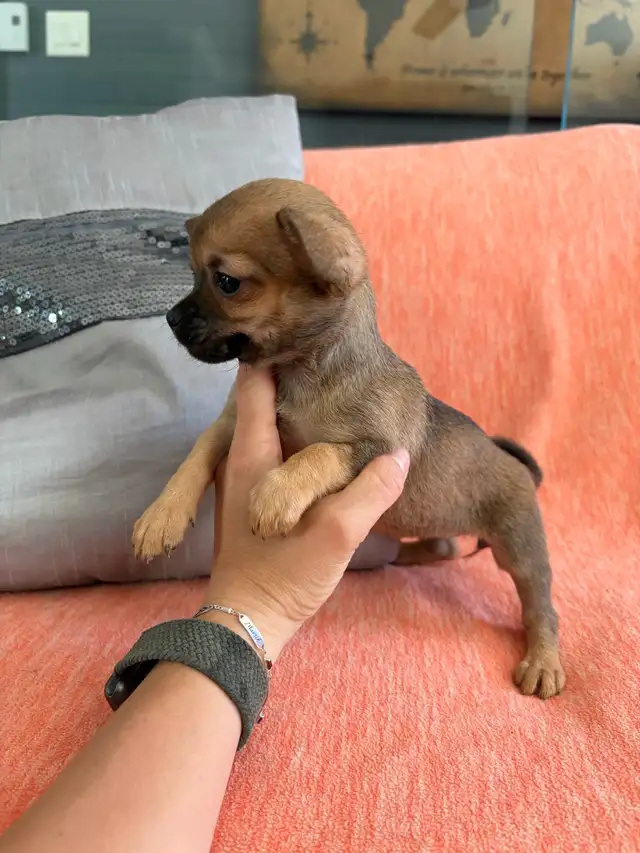 PRÊT! chiots chihuahua femelles et mâles - Photo 2