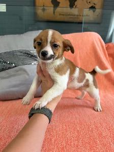 PRÊT! chiots chihuahua femelles et mâles - Photo 3