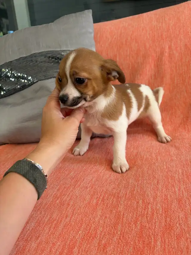 PRÊT! chiots chihuahua femelles et mâles - Photo 4