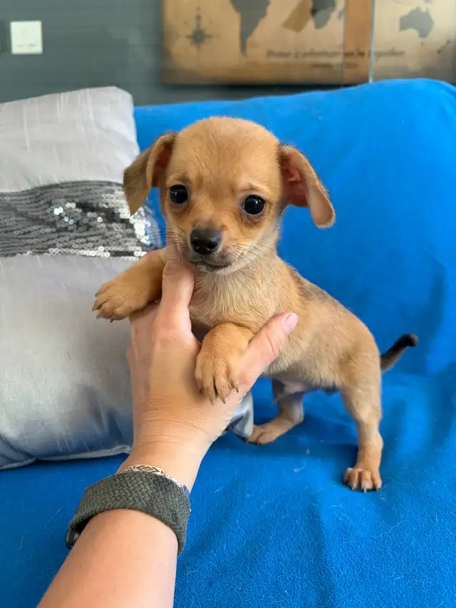 PRÊT! chiots chihuahua femelles et mâles - Photo 5