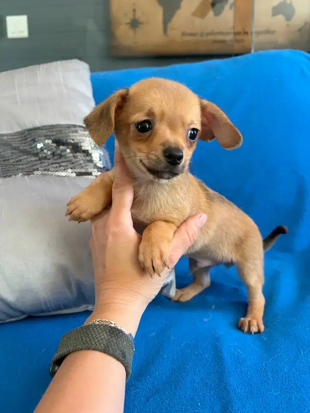 PRÊT! chiots chihuahua femelles et mâles - Photo 6