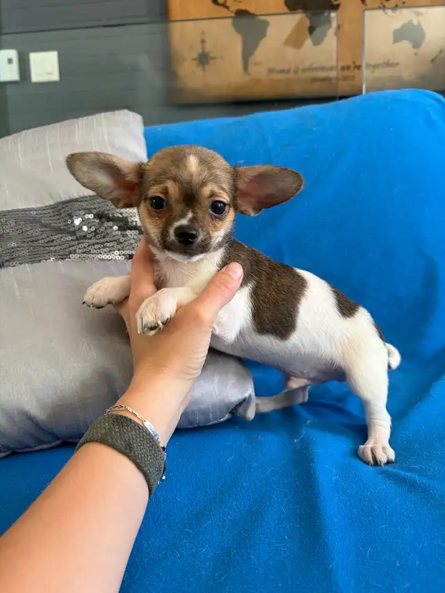 PRÊT! chiots chihuahua femelles et mâles - Photo 7
