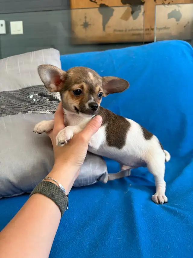 PRÊT! chiots chihuahua femelles et mâles - Photo 8