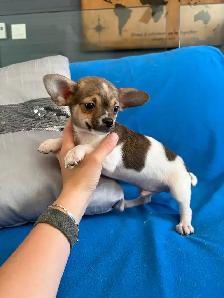 PRÊT! chiots chihuahua femelles et mâles - Photo 8