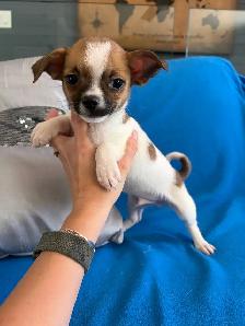 PRÊT! chiots chihuahua femelles et mâles - Photo 9