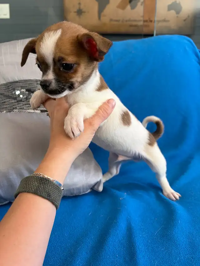 PRÊT! chiots chihuahua femelles et mâles - Photo 10
