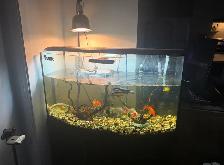 Aquariums de 5gallons Fluval et Aquarium de 45 Gallons