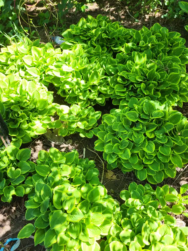 Hostas, white bleeding hearts, japanese lilac trees for sale